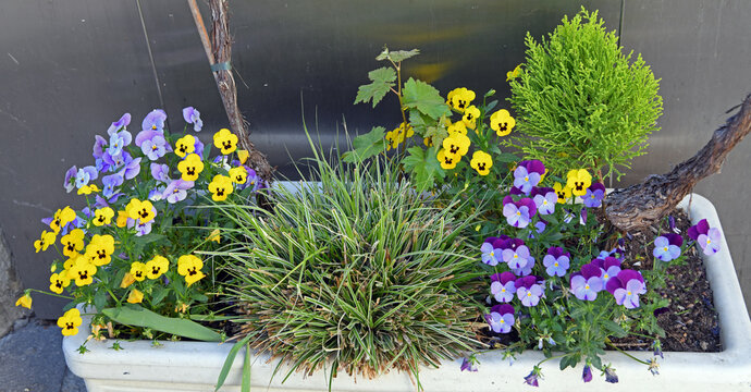 Flower box decorated with pansies in Chiusa Alto Adige Italy