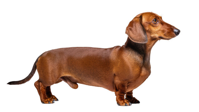 Smooth-haired brown dachshund dog standing profile view