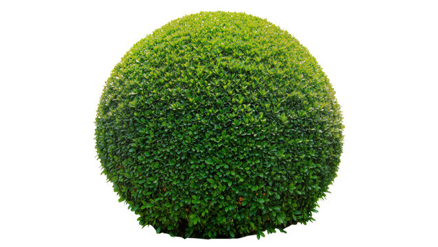 Perfectly shaped green spherical boxwood shrub