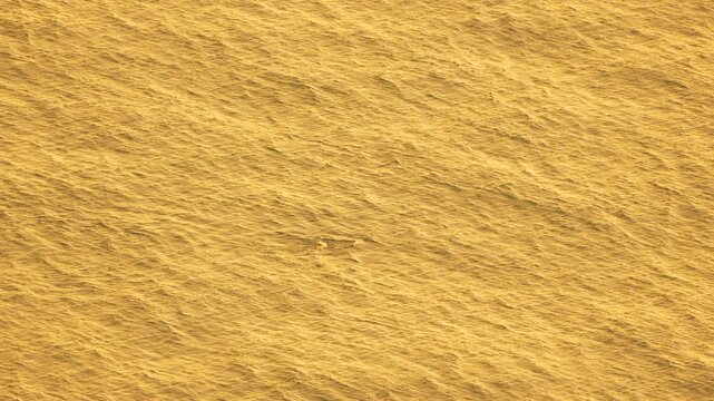 Dolphin golden ocean scenes featuring a lone mammal swimming and surfacing in the shimmering sea during a majestic sunset