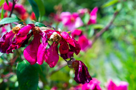 fleurs au printemps dans un jardin de France en Europe