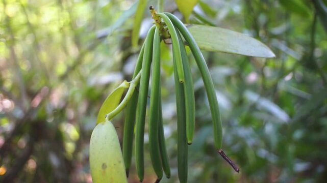 fresh hanging vanilla pods that are still unripe