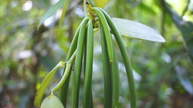 fresh hanging vanilla pods that are still unripe