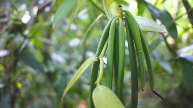 fresh hanging vanilla pods that are still unripe