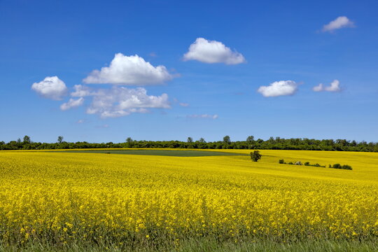 Landschaftliches Gelb