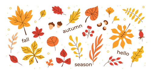 Autumn leaves, fall botanical elements. Cute flat colorful vector cartoon autumn season forest nature collection icons isolated on white background. Maple leaf, oak leaf, acorn, red berries, branches © Oksana Kabanchuk
