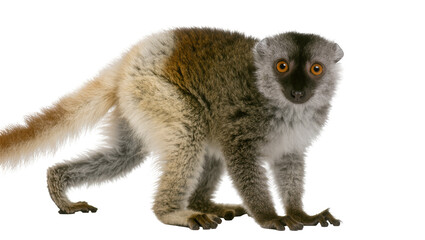 Brown and grey lemur with orange eyes on white © Friedrich