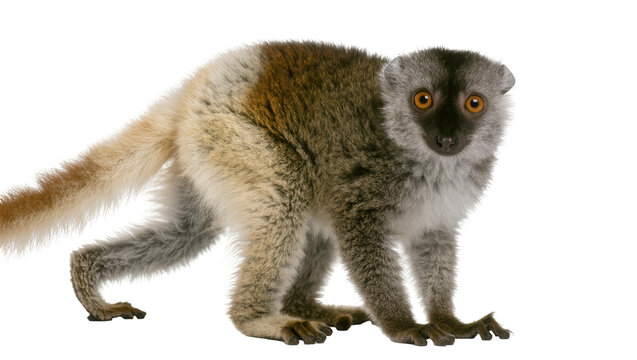 Brown and grey lemur with orange eyes on white