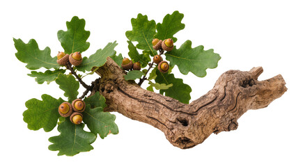 Oak branch with green leaves and acorns © Friedrich