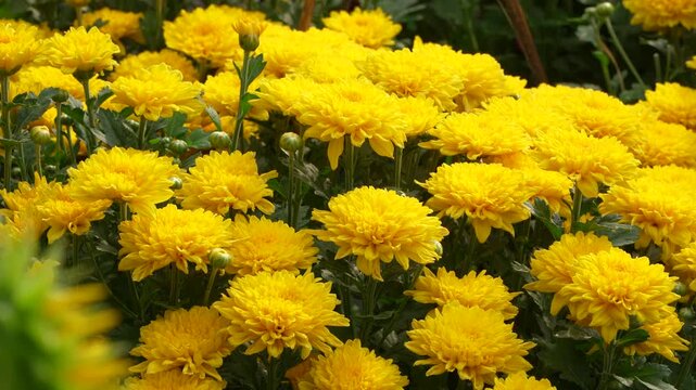 Vibrant yellow chrysanthemum flowers blooming beautifully in a garden for Vietnamese Lunar New Year (Tet) holiday.