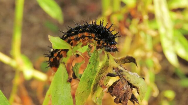 Closeup video of black caterpillar crawling and feeding on angelonia plants. Angelonia foliage defoliation caused by caterpillars.