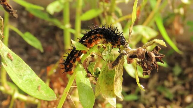 Closeup video of black caterpillar crawling and feeding on angelonia plants. Angelonia foliage defoliation caused by caterpillars.