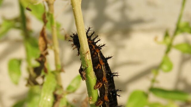 Closeup video of black caterpillar crawling and feeding on angelonia plants. Angelonia foliage defoliation caused by caterpillars.