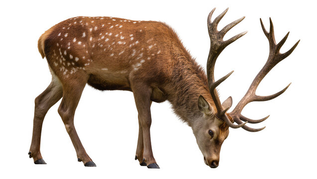 Spotted deer with large antlers grazing on white