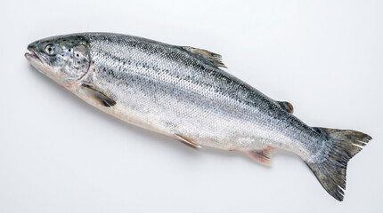 Fototapeta premium Whole fresh salmon fish isolated on white background.