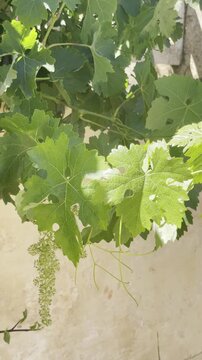 Close Up of Green Grapevine Leaves and Young Grape Clusters in Vineyard
