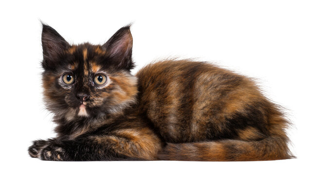Tortoiseshell kitten lying down with fluffy fur