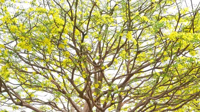 A large yellow apricot blossom tree blooming vibrantly against a bright sky for Vietnamese Lunar New Year (Tet), Vietnam.