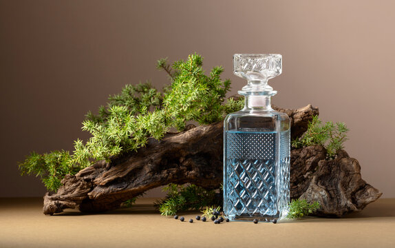 Blue gin on a background of old snags and juniper branches with berries.