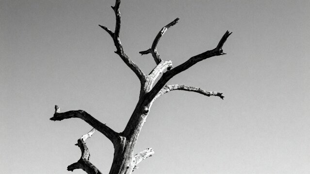 Bare tree branches against sky