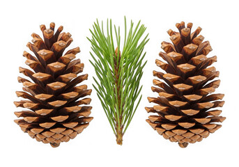 Fototapeta premium Two pine cones with green sprigs on white background isolated on transparent background