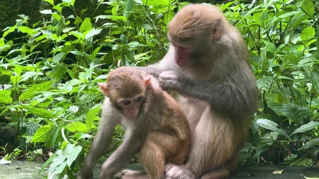 Adult macaque grooming baby monkey cleaning fur in lush green forest. Wild primate family interacting in nature. Care and social bonding between mother animal and offspring in natural habitat.