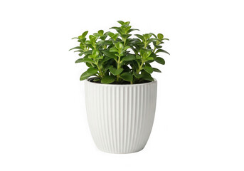 Naklejka premium White pot with green houseplant on a plain background isolated on transparent background