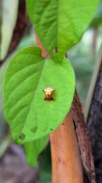 Golden spiny treehopper resting on vibrant leaf beside textured tropical stem.