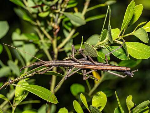 Walking Stick Insects Mating Pair with Red Mites &ndash; Phasmatodea Behavior Florida Wildlife