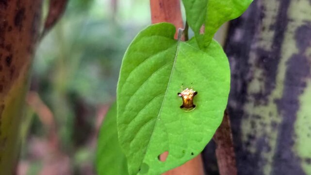 Golden spiny treehopper resting on vibrant leaf beside textured tropical stem.