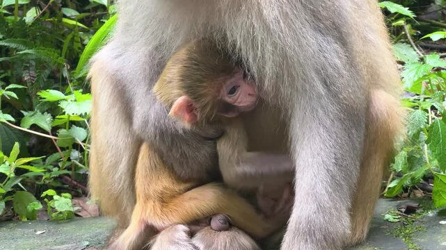 Mother monkey feeding her baby in forest closeup. Animal family care and protection. Wild primate nurturing its offspring in natural habitat. Close up of macaque mom breastfeeding infant macaca.