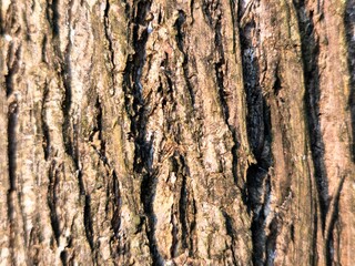 Naklejka premium Detailed tree bark texture featuring deep grooves, rugged patterns, natural tones.