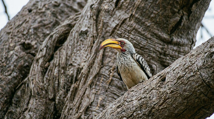 Southern yellowbilled hornbill perched on a tree branch in its natural habitat © oneday