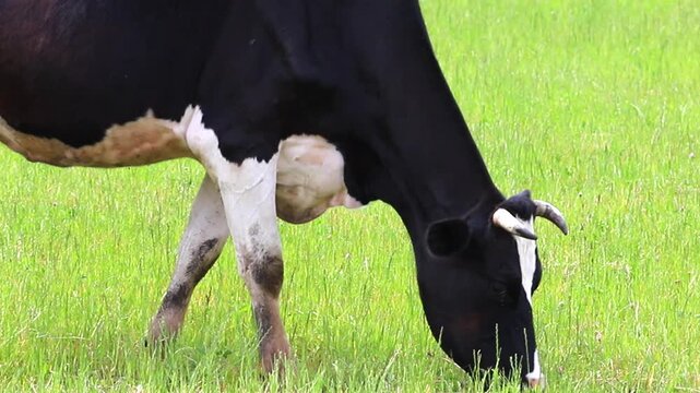 A black and white cow, with characteristic markings and short horns, peacefully grazes on fresh, lush green grass in a vibrant open pasture. The animal eats during the bright daytime hours