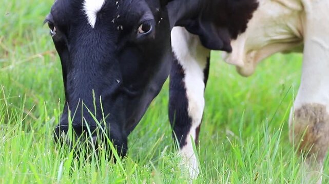 Black and white dairy cow eats fresh green grass in a sunlit field. Many small flies cluster on the cow's face and around its eyes. Morning dew sparkles on the lush pasture