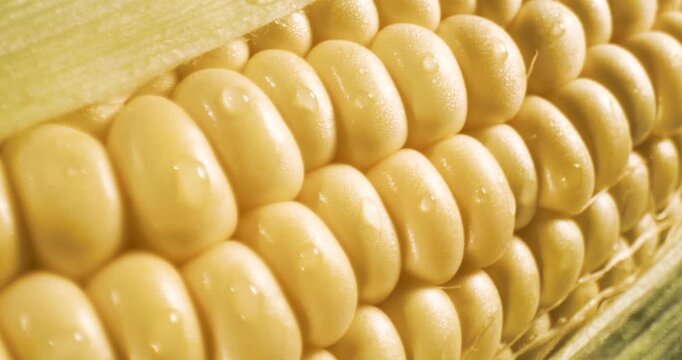 Close-up of fresh ear of corn with dewy kernels and partial husk