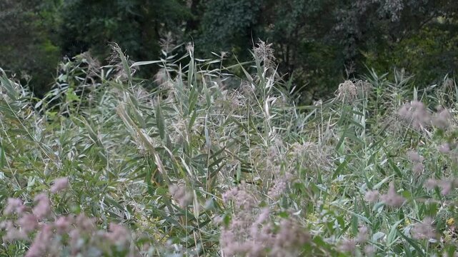 風に揺れるツルヨシ（蔓葦）