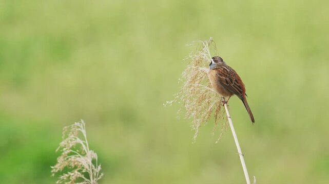 さえずるホオジロ (鳴き声あり)