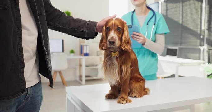 Veterinarian examines dog as owner attends appointment. Cocker spaniel sits on exam table as the vet in scrubs performs routine pet care and health check. Clear concept of veterinary trust.