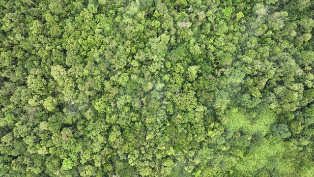 Aerial view of the dense tropical rainforest canopy of Taman Nasional Tanjung Puting with thick green foliage and diverse tree species Kumai, Central Kalimantan, Indonesia.