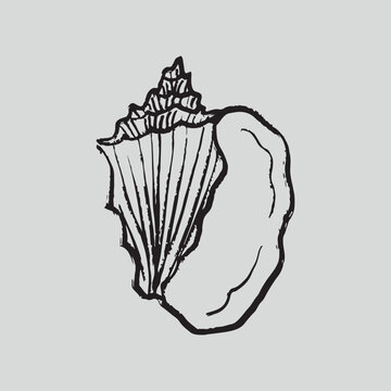 Vintage lambis conch seashell clipart for coastal home decor, summer party invitations, or seafood restaurant branding. Hand drawn vector sketch illustration in vintage crayon charcoal style.