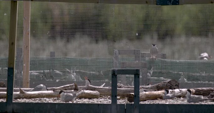 Seagulls inside a protected aviary enclosure at a zoo