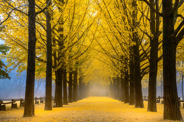 Fototapeta premium Scenic autumn morning view of the iconic ginkgo tree road in Nami Island, a popular travel destination in Chuncheon, Republic of Korea.