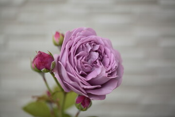 モーブ色のバラの花のアップ © dorico
