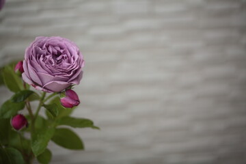 モーブ色のバラの花のアップ © dorico