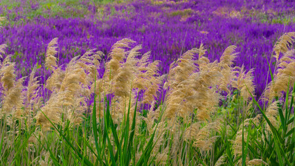 Obraz premium Golden-yellow reeds swaying in the wind against a backdrop of vibrant purple flowers.