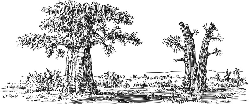 baobab trees engraving african landscape with ancient bottle trees and sparse vegetation