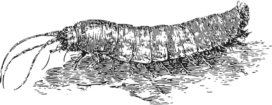 vintage engraving of a marine bristle worm with segmented body and antennae
