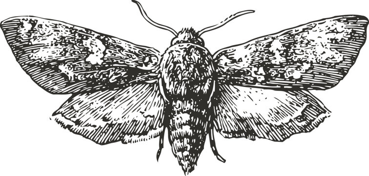 Detailed engraving of a moth with outstretched wings in vintage