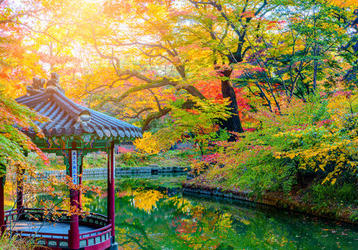Scenic morning view of the historic Jondeokjeong wooden gazebo surrounded by vibrant red and yellow autumn trees in Huwon Secret Garden at Changdeokgung, UNESCO World Heritage site in Seoul, Korea.